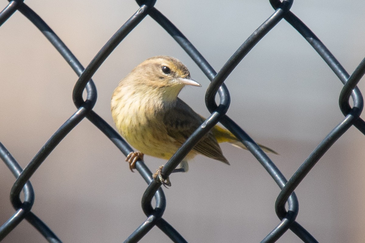 Palm Warbler - ML270151841