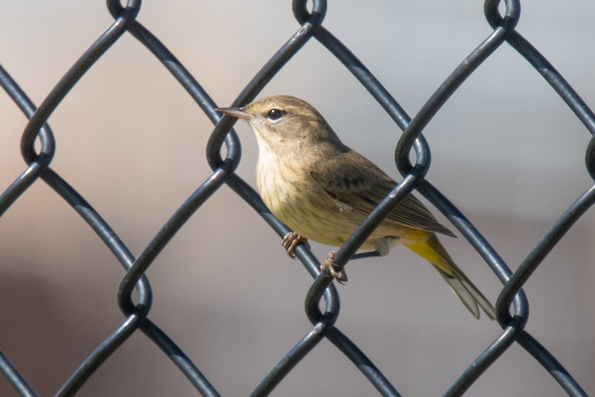 Palm Warbler - ML270151851