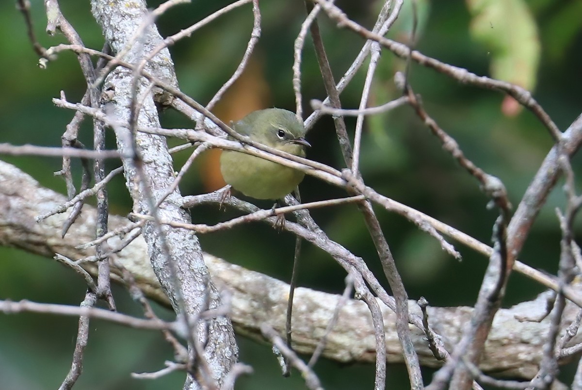 Black-throated Blue Warbler - ML270153341