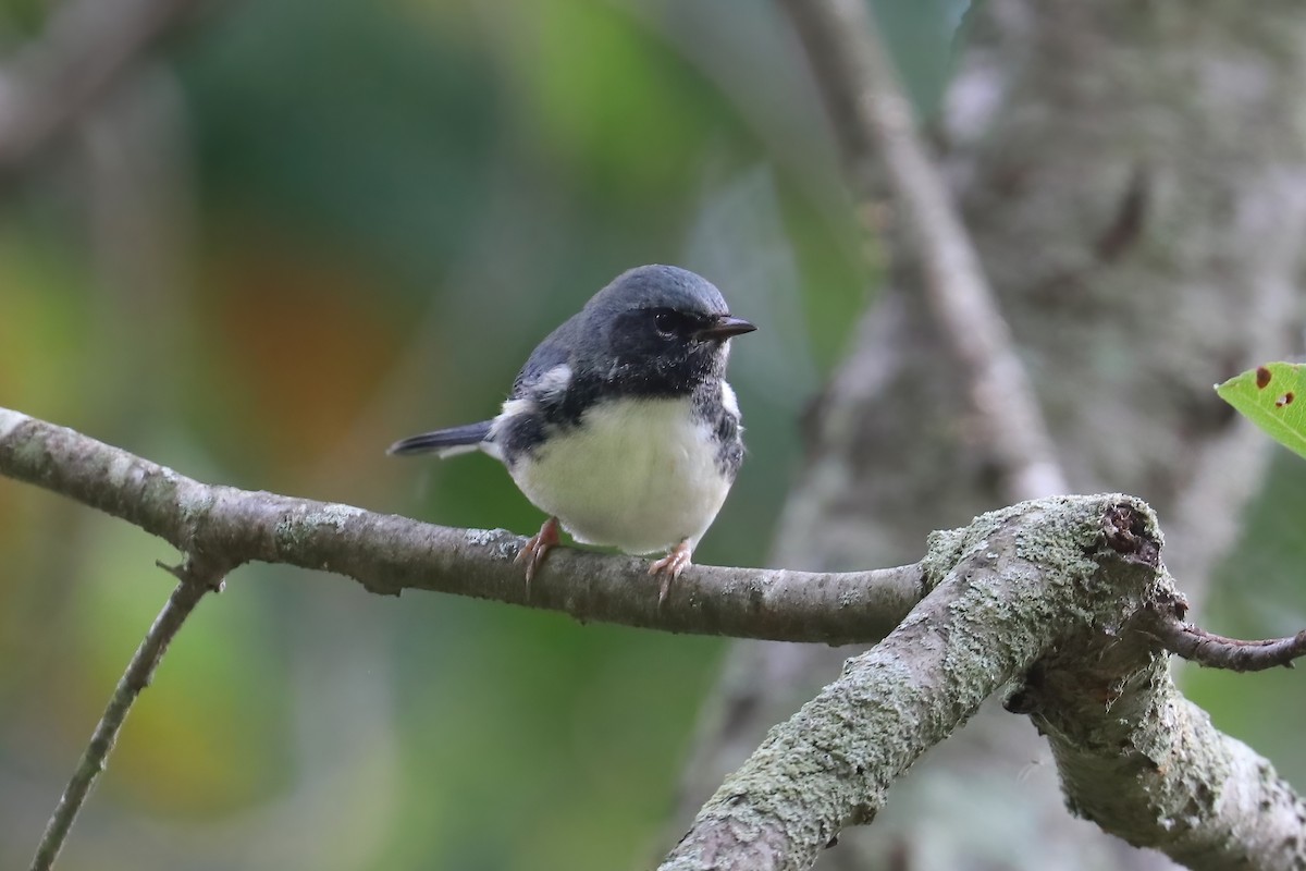 Black-throated Blue Warbler - ML270153361