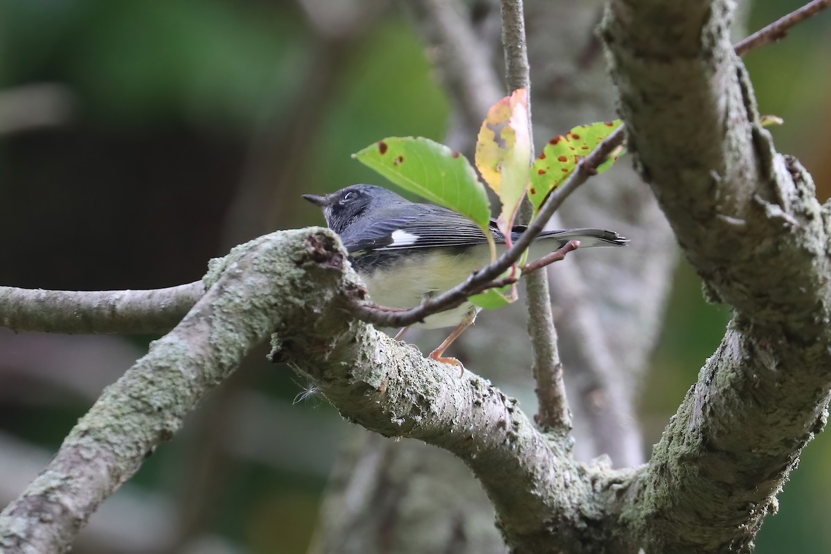 Black-throated Blue Warbler - ML270153371