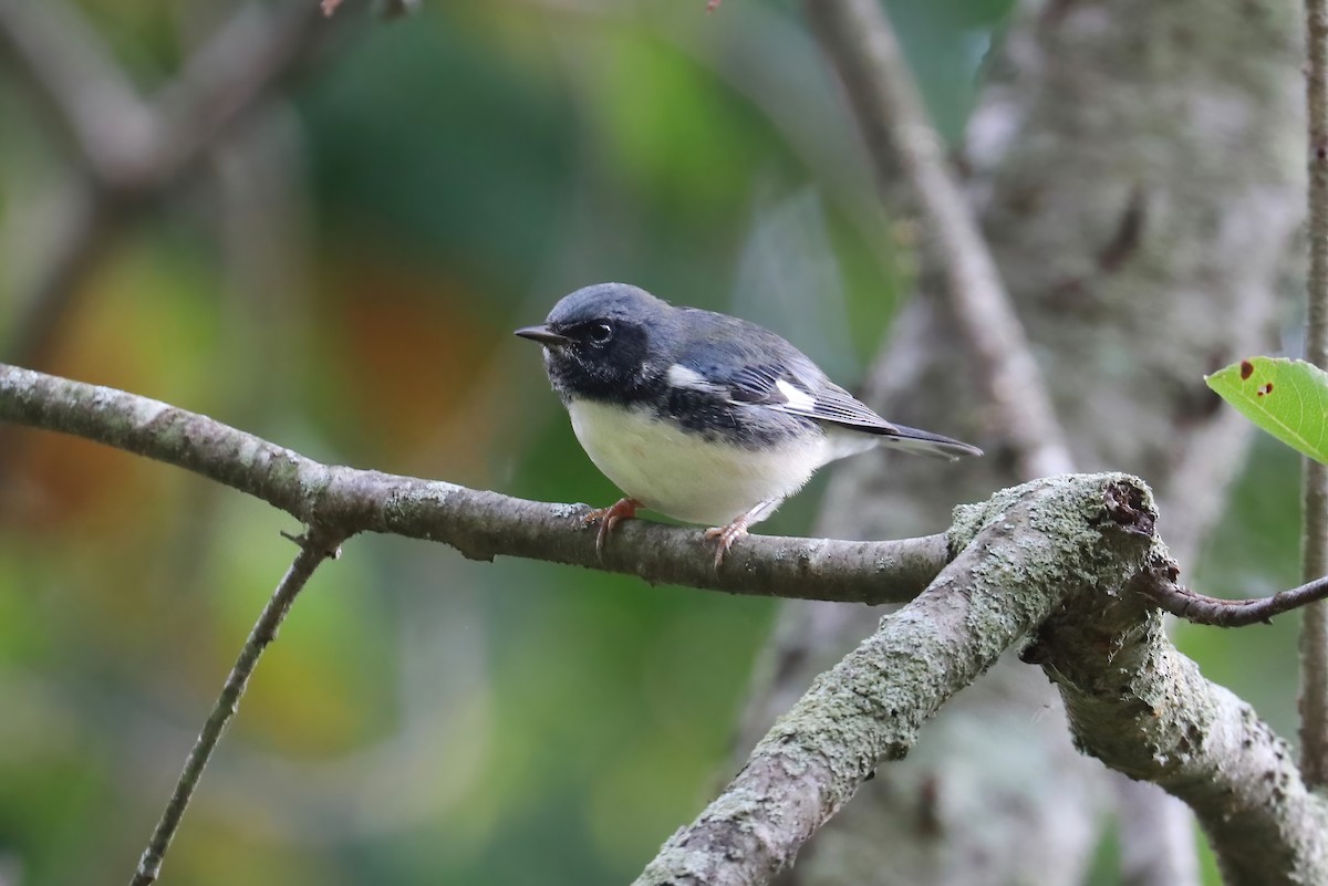 Black-throated Blue Warbler - ML270153401