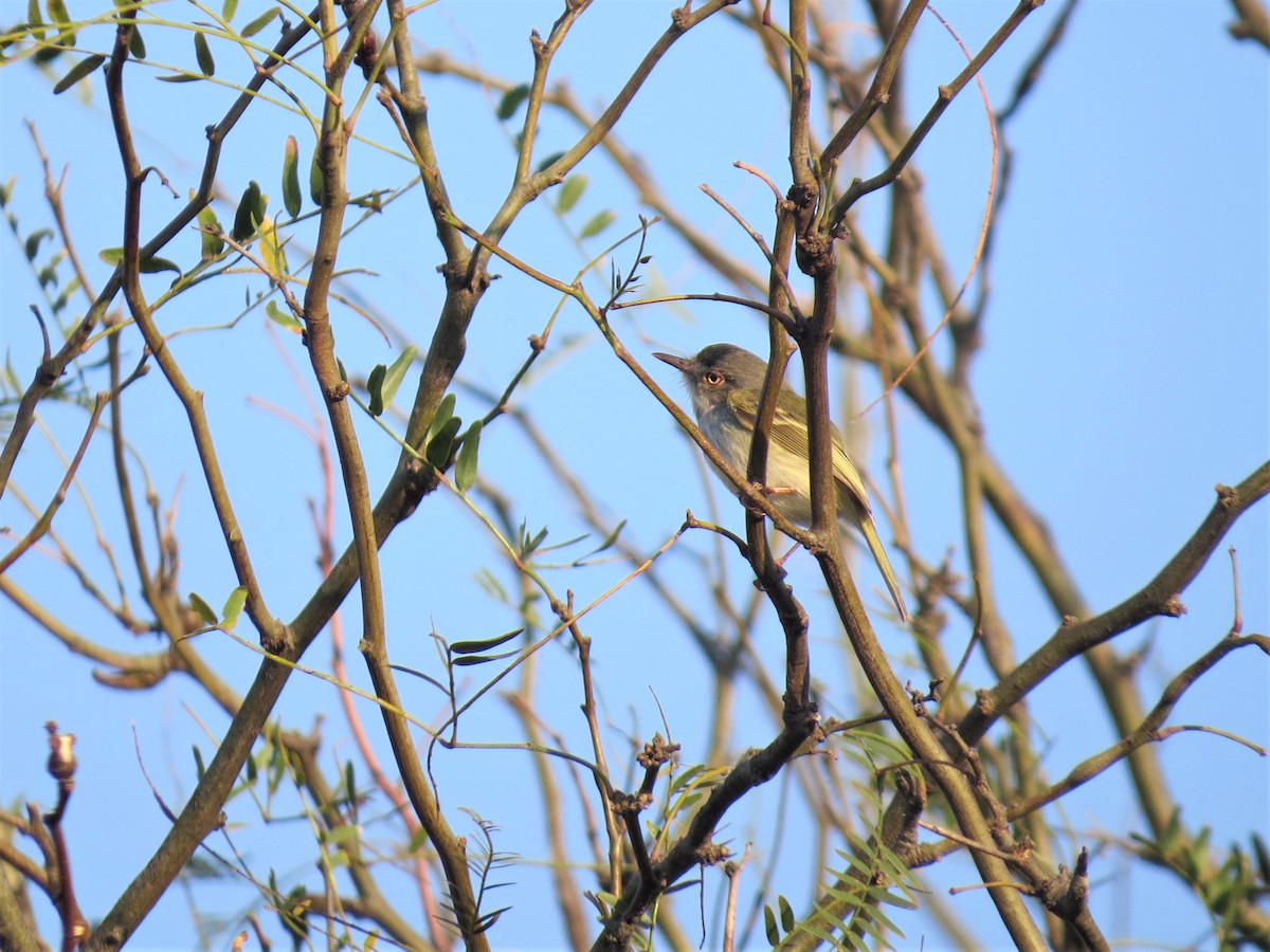 Pearly-vented Tody-Tyrant - ML270155221