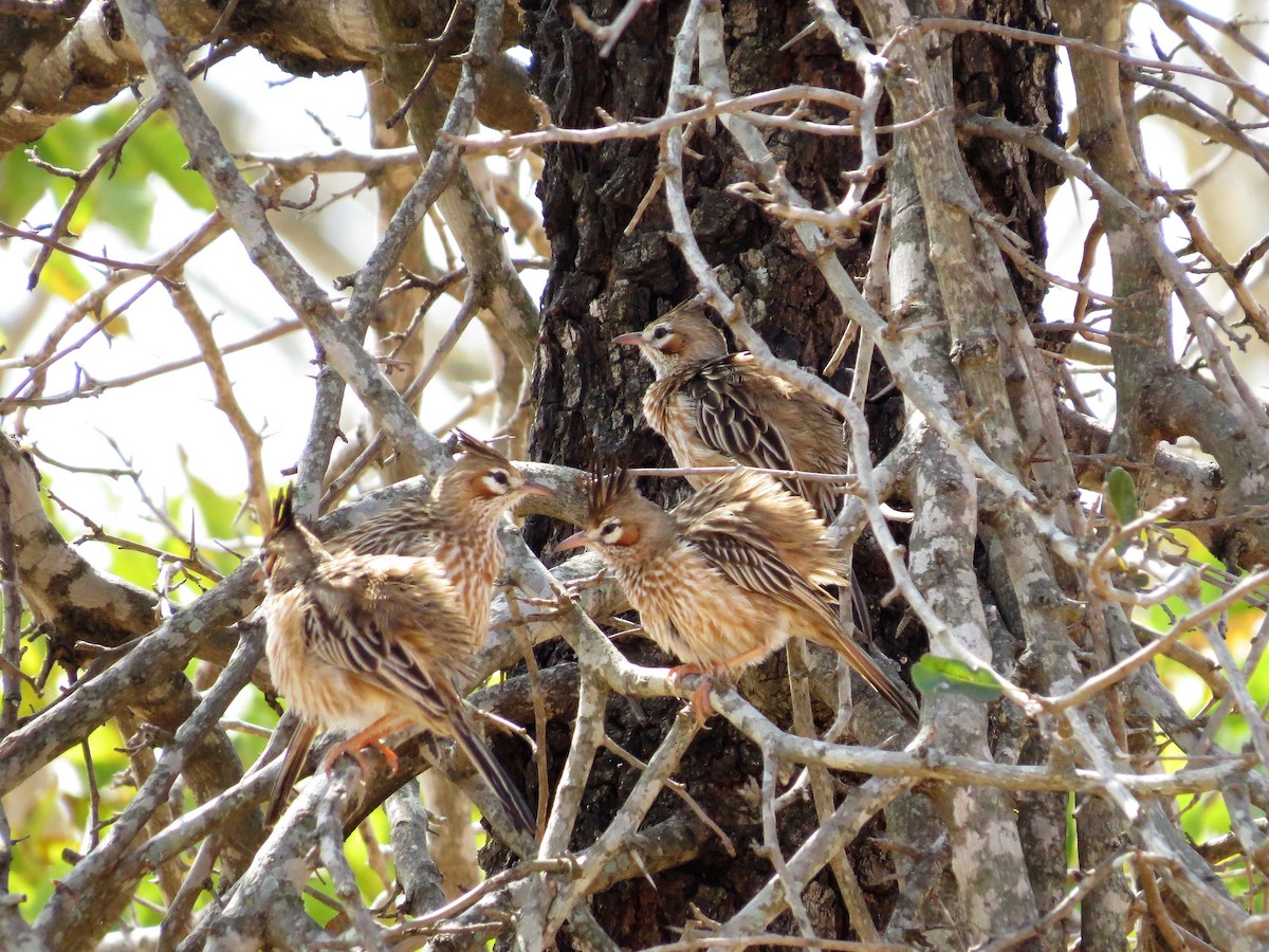 Lark-like Brushrunner - ML270156281