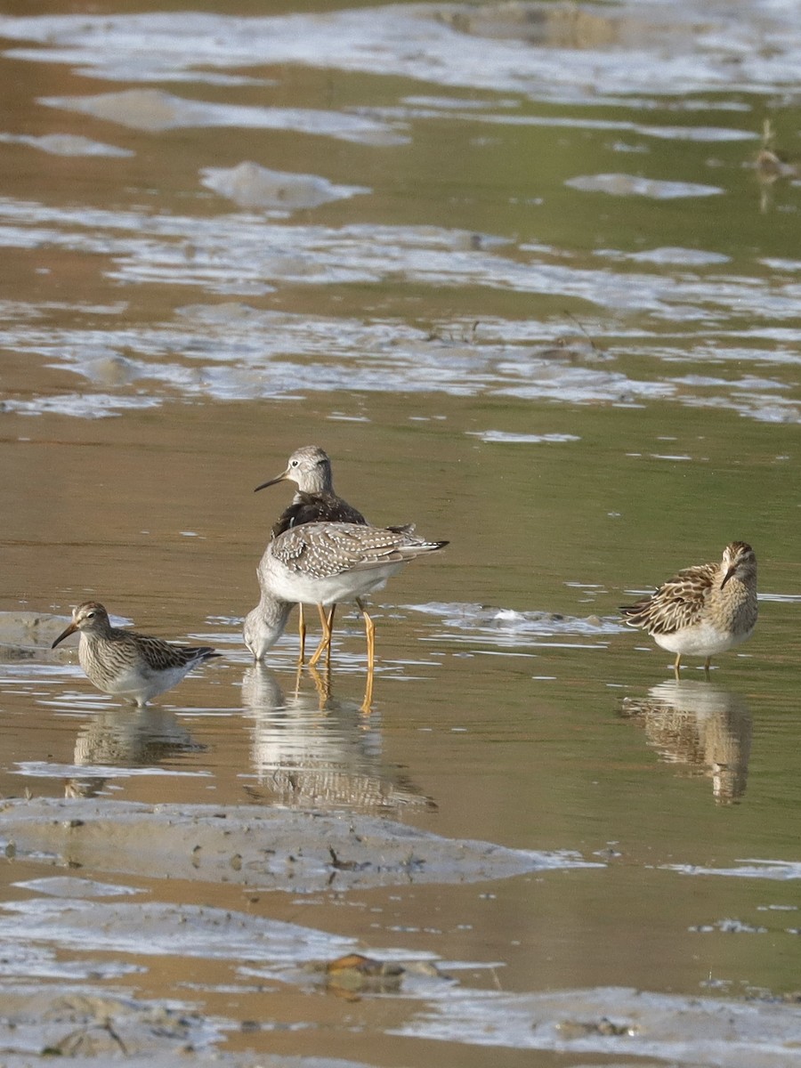 Pectoral Sandpiper - ML270156621