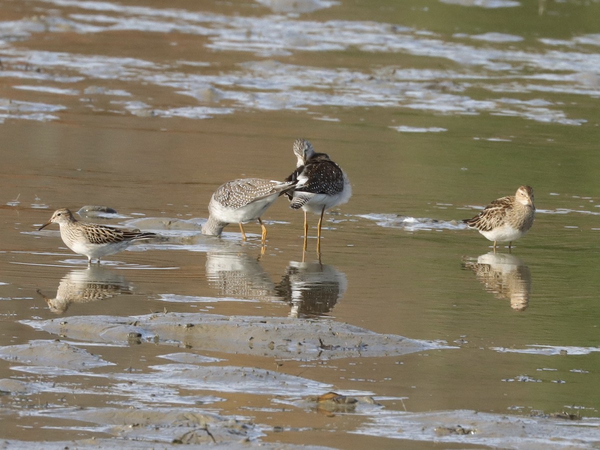 Pectoral Sandpiper - ML270156631