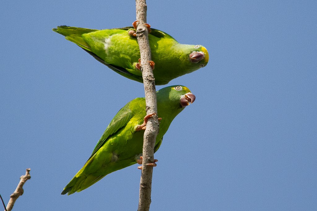 キボウシミドリインコ - ML270157481