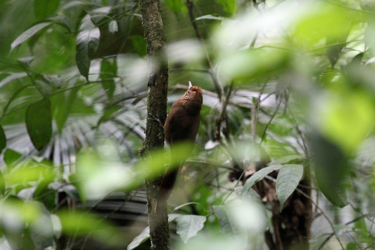 Plain-winged Woodcreeper (Plain-winged) - ML270159131