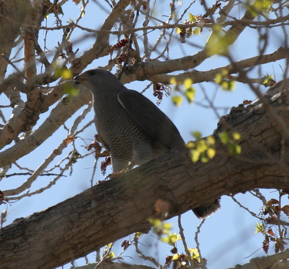 Gray Hawk - ML270160841