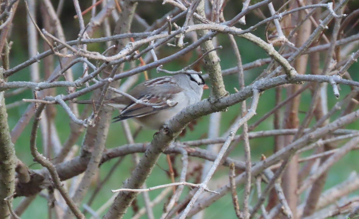 White-crowned Sparrow - ML270161461