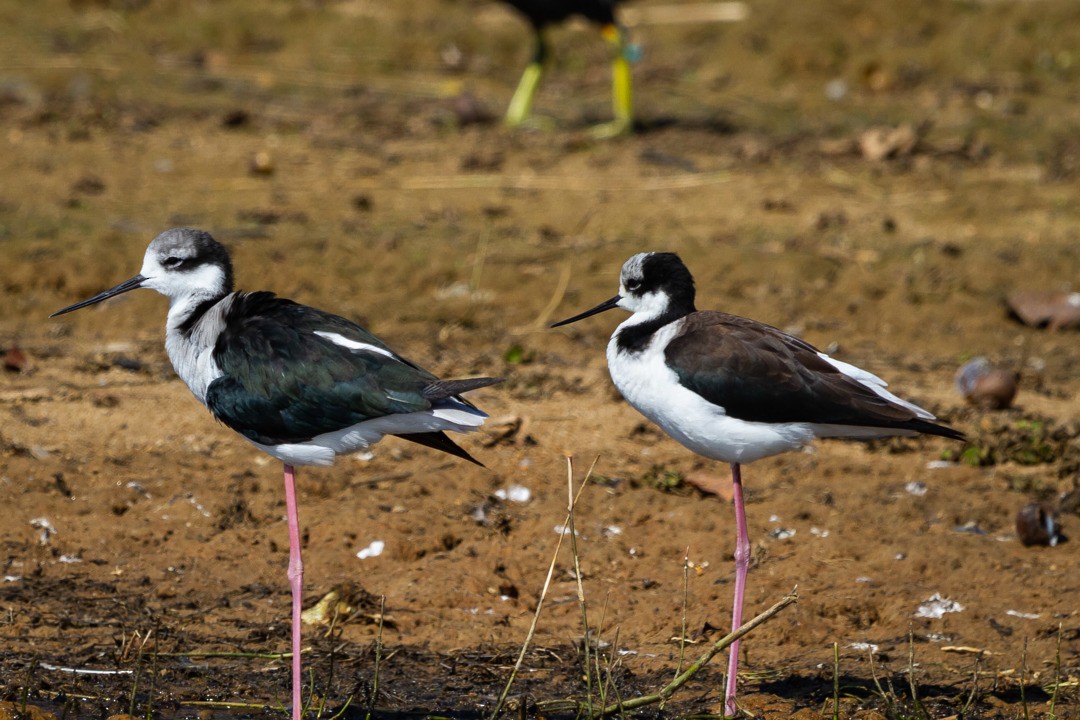 Black-necked Stilt (White-backed) - LAERTE CARDIM