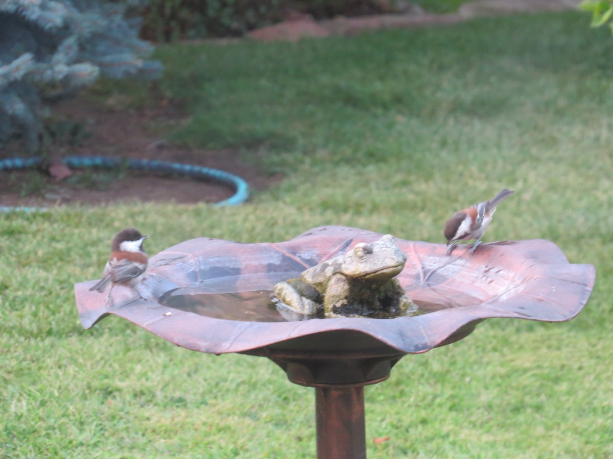 Chestnut-backed Chickadee - Gayle Dangers-Meusel