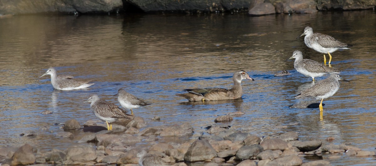 Wood Duck - ML270162661