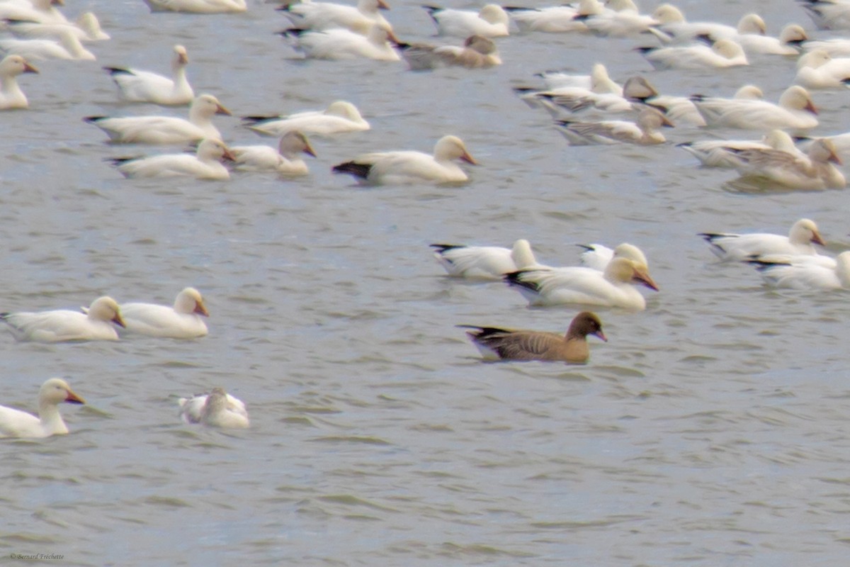 Pink-footed Goose - ML27016311