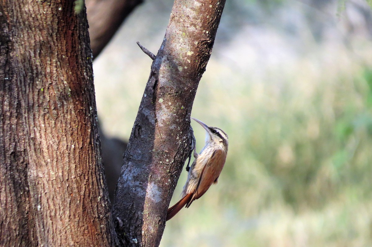 Narrow-billed Woodcreeper - ML270163561