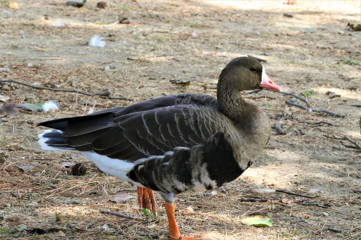 Greater White-fronted Goose - ML270163931