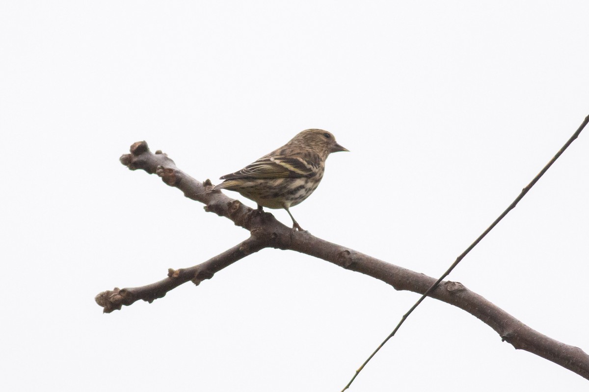 Pine Siskin - ML270164151