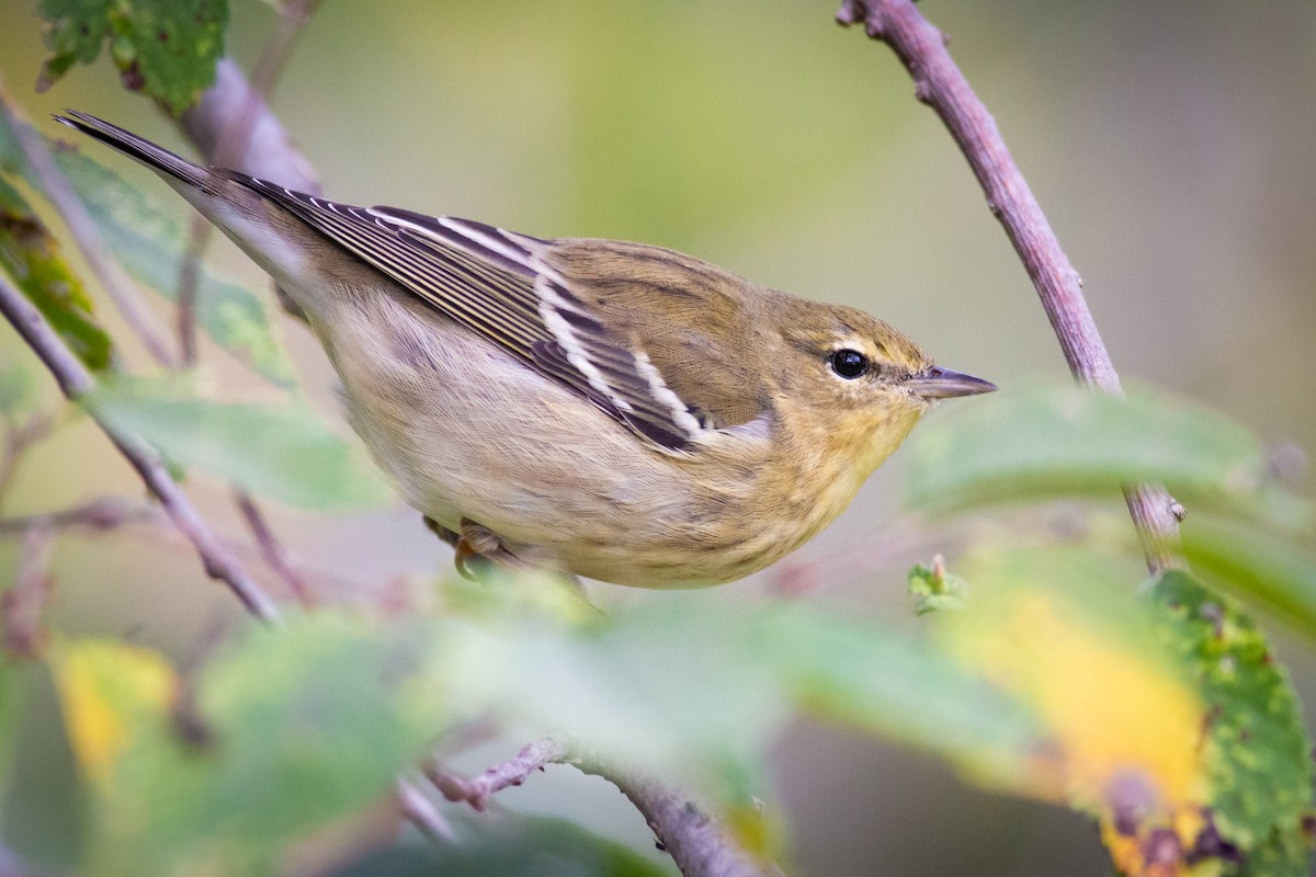 Blackpoll Warbler - ML270164571