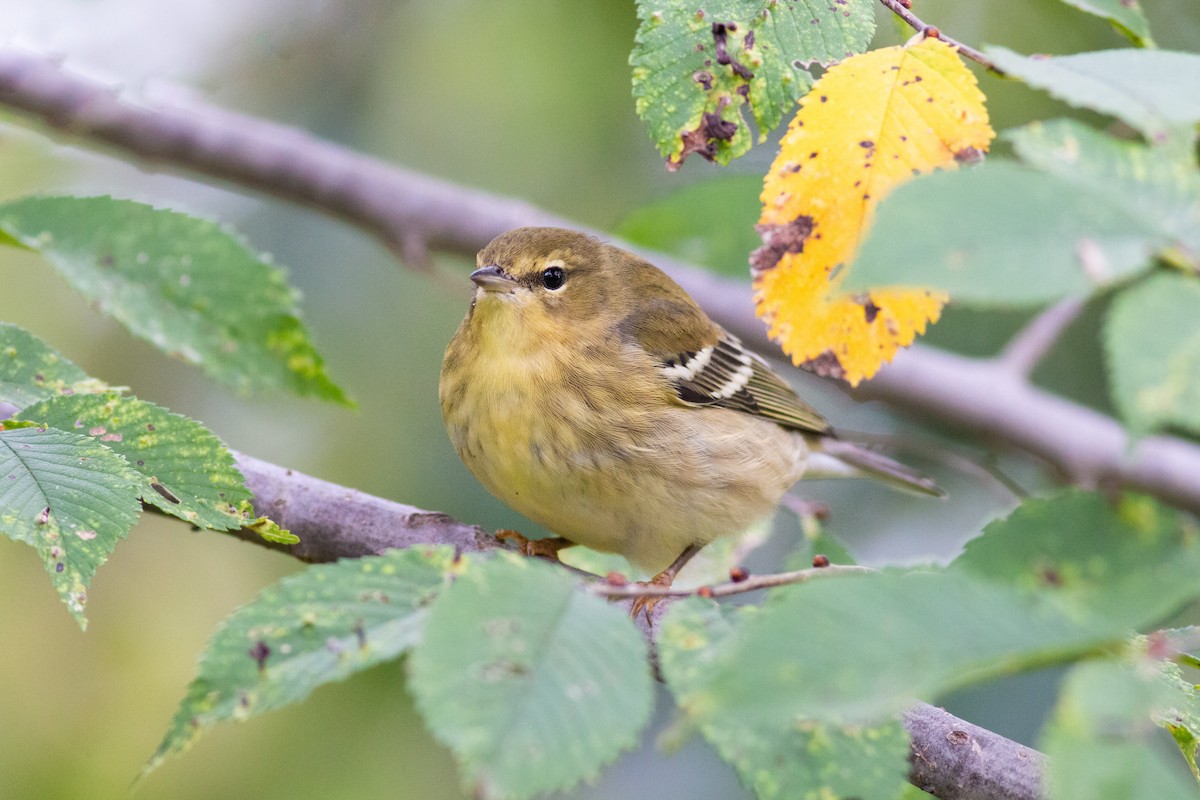 Blackpoll Warbler - ML270164601