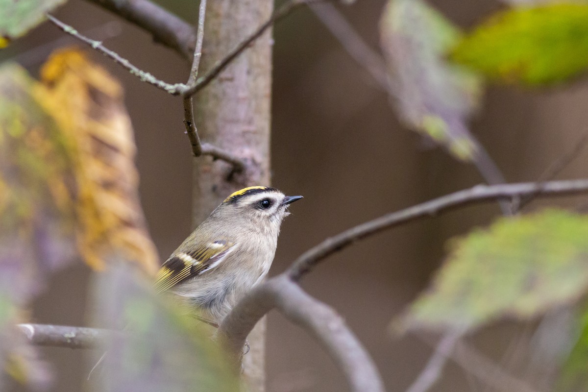 Golden-crowned Kinglet - ML270164881