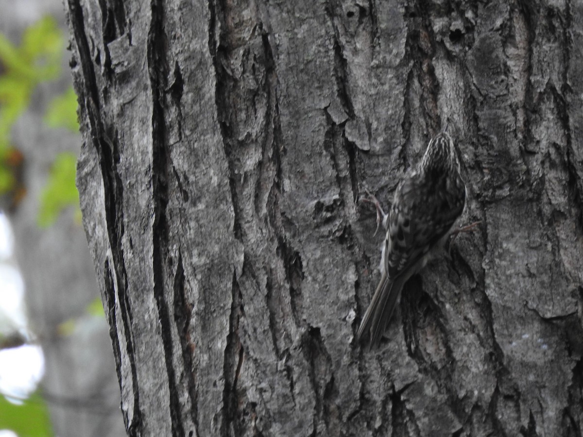 Brown Creeper - ML270165551