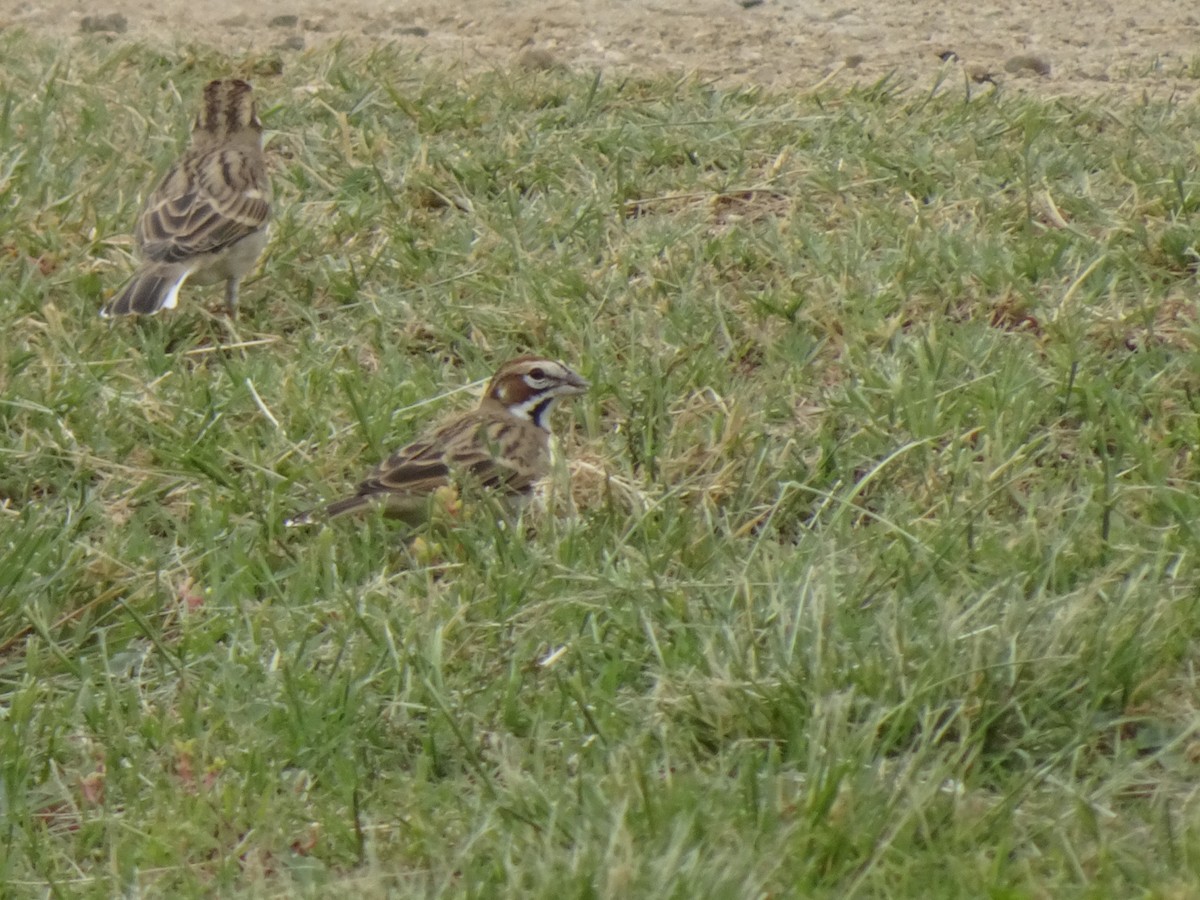 Lark Sparrow - ML270166621