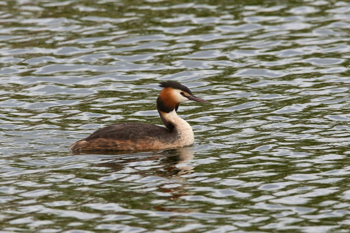 Great Crested Grebe - ML270168101