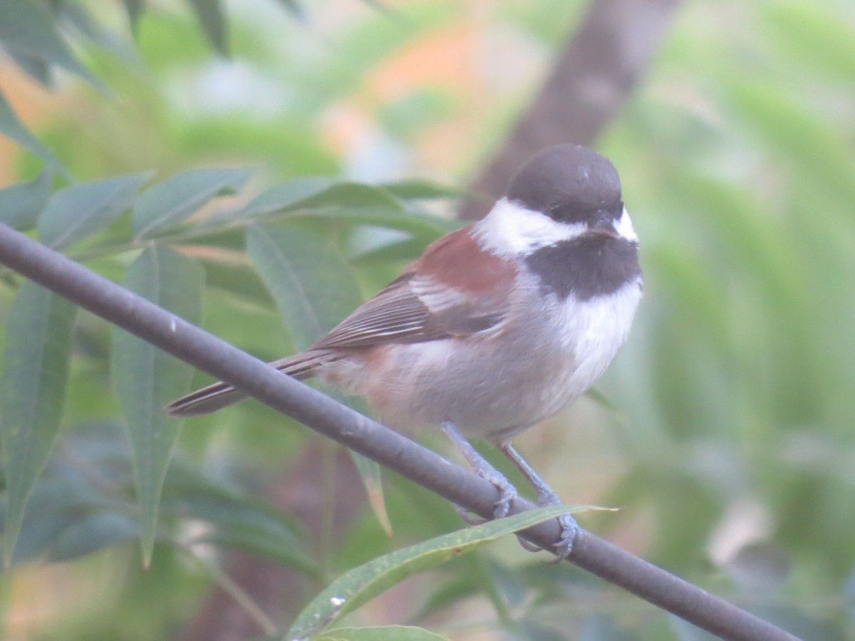 Chestnut-backed Chickadee - Gayle Dangers-Meusel