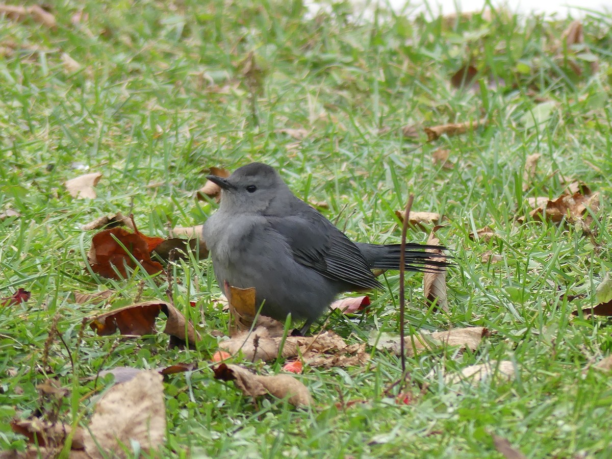 Pájaro Gato Gris - ML270170881