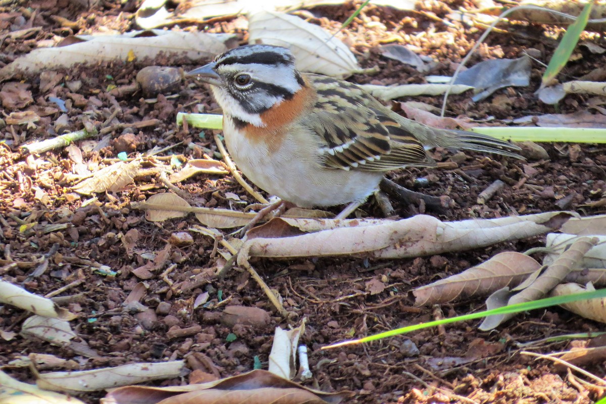 Rufous-collared Sparrow - ML270171511
