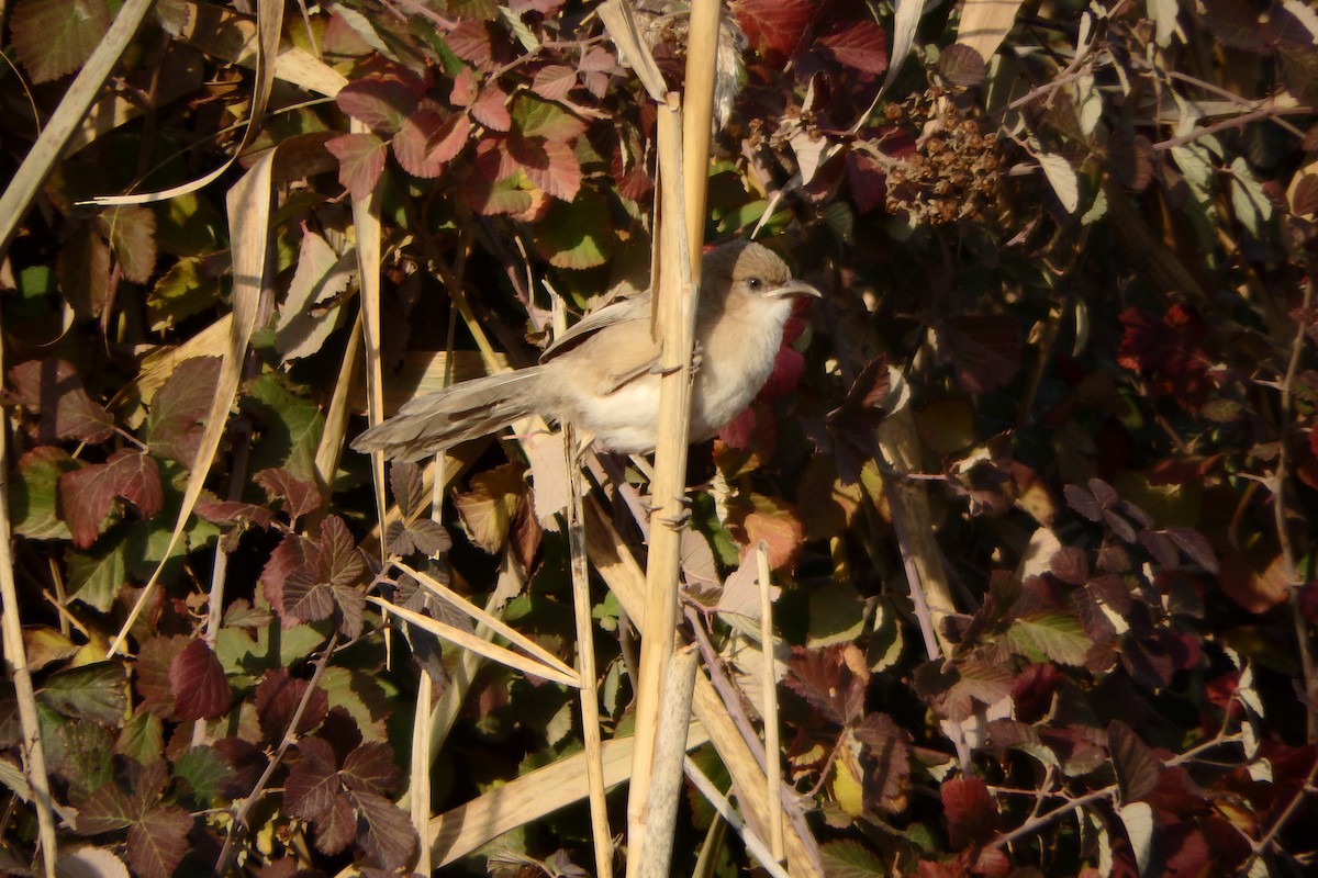 Iraq Babbler - ML27017231
