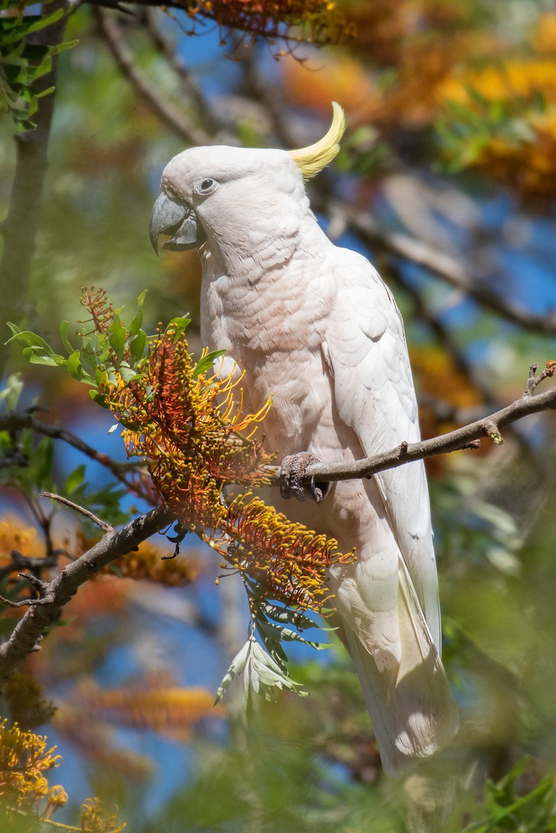 Cacatúa Galerita - ML270172311