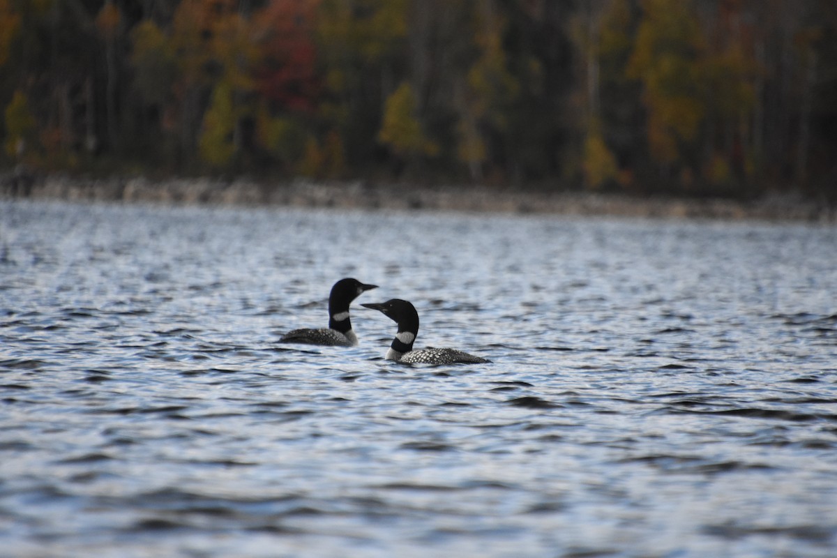 Common Loon - ML270172431