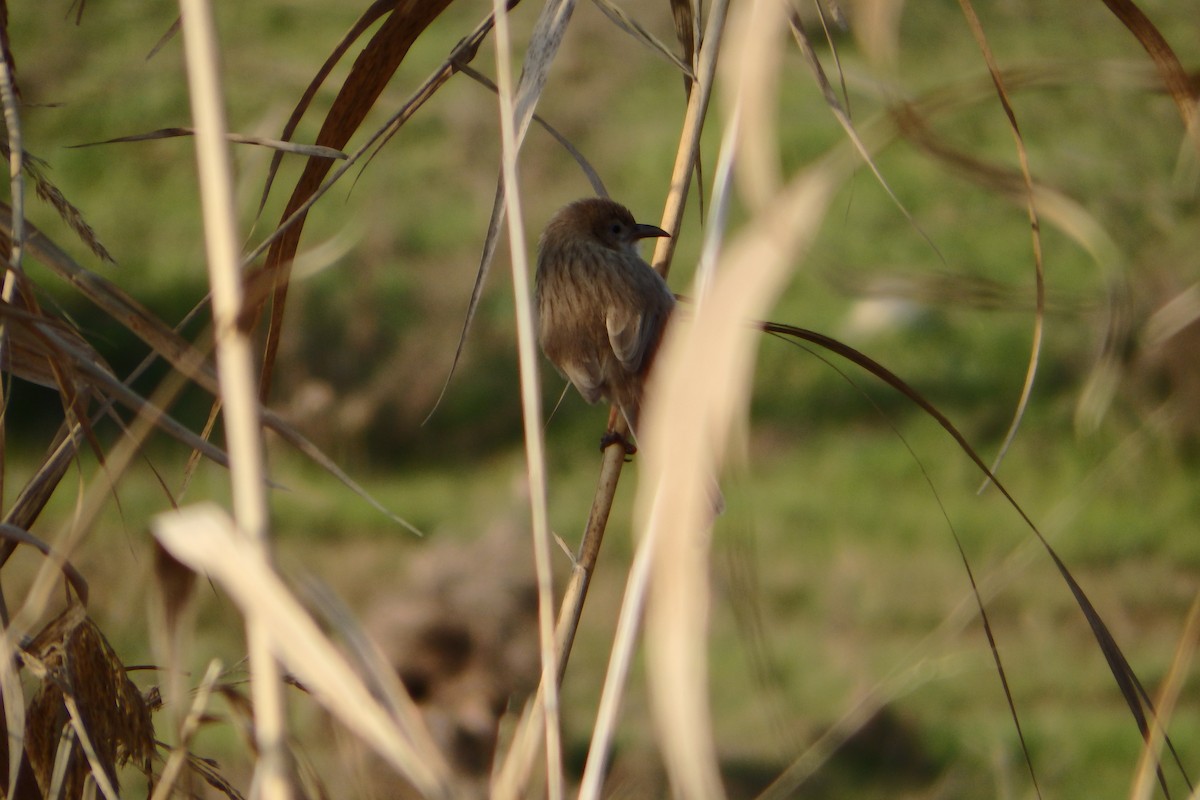 Iraq Babbler - ML27017251