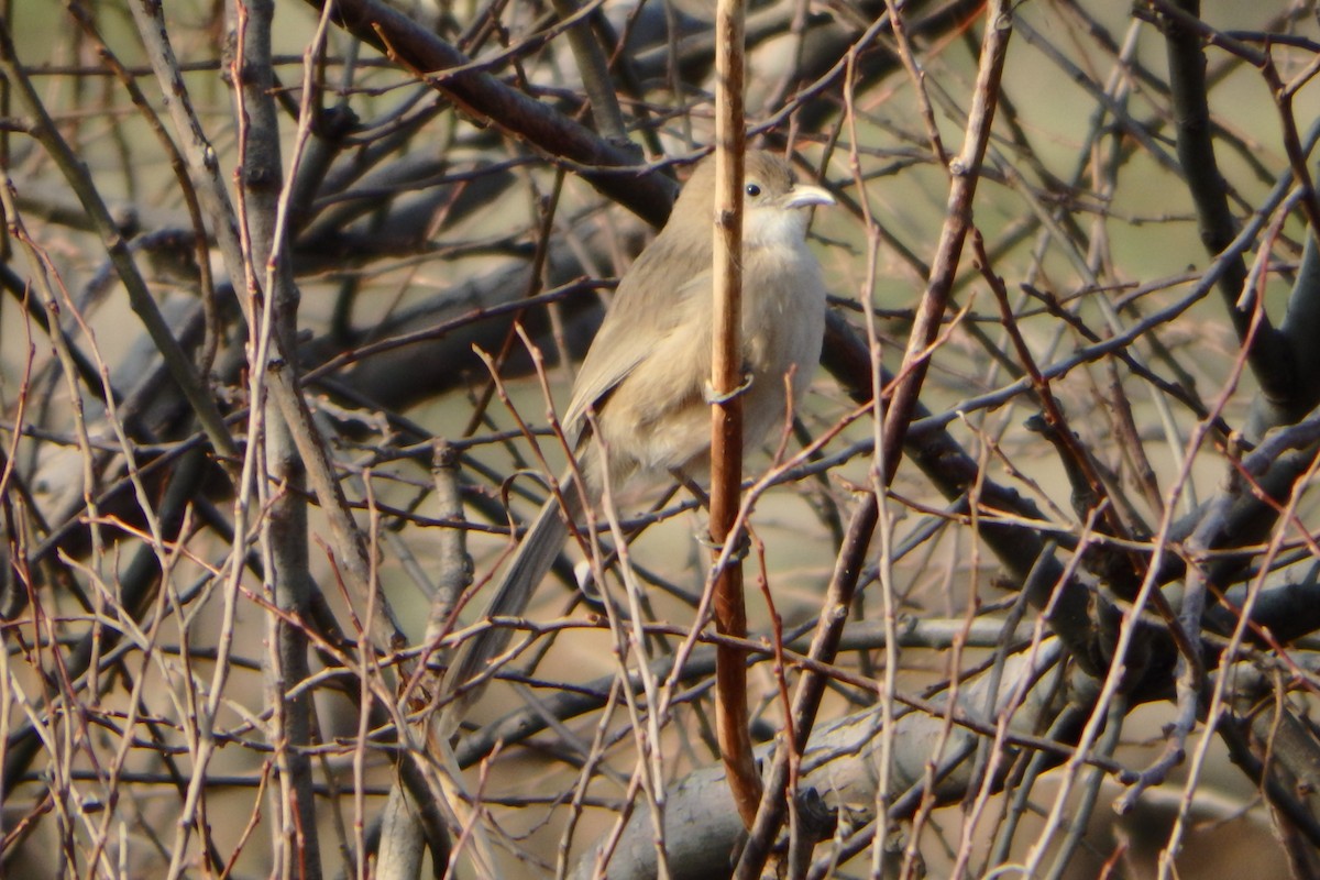 Iraq Babbler - ML27017261