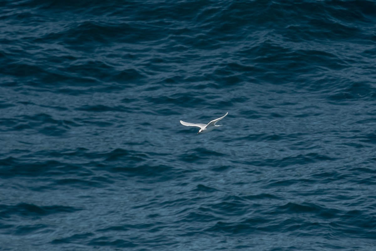 Gaviota Cabecinegra - ML270172621