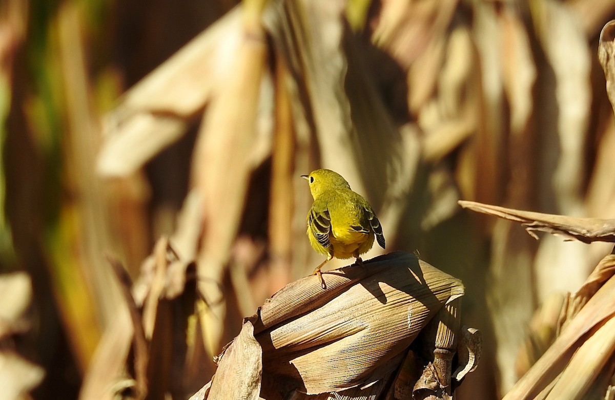 Yellow Warbler - Romel Romero