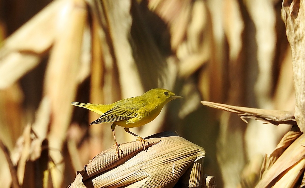 Paruline jaune - ML270173221