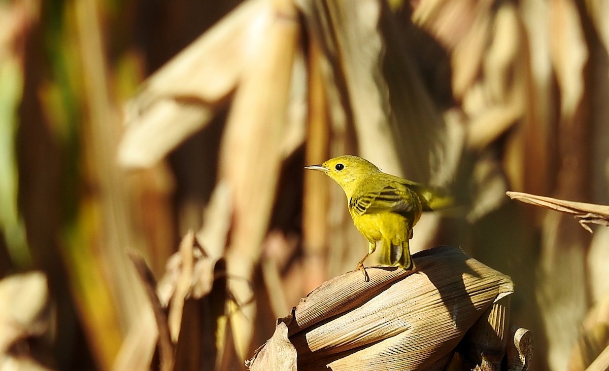 Yellow Warbler - ML270173231