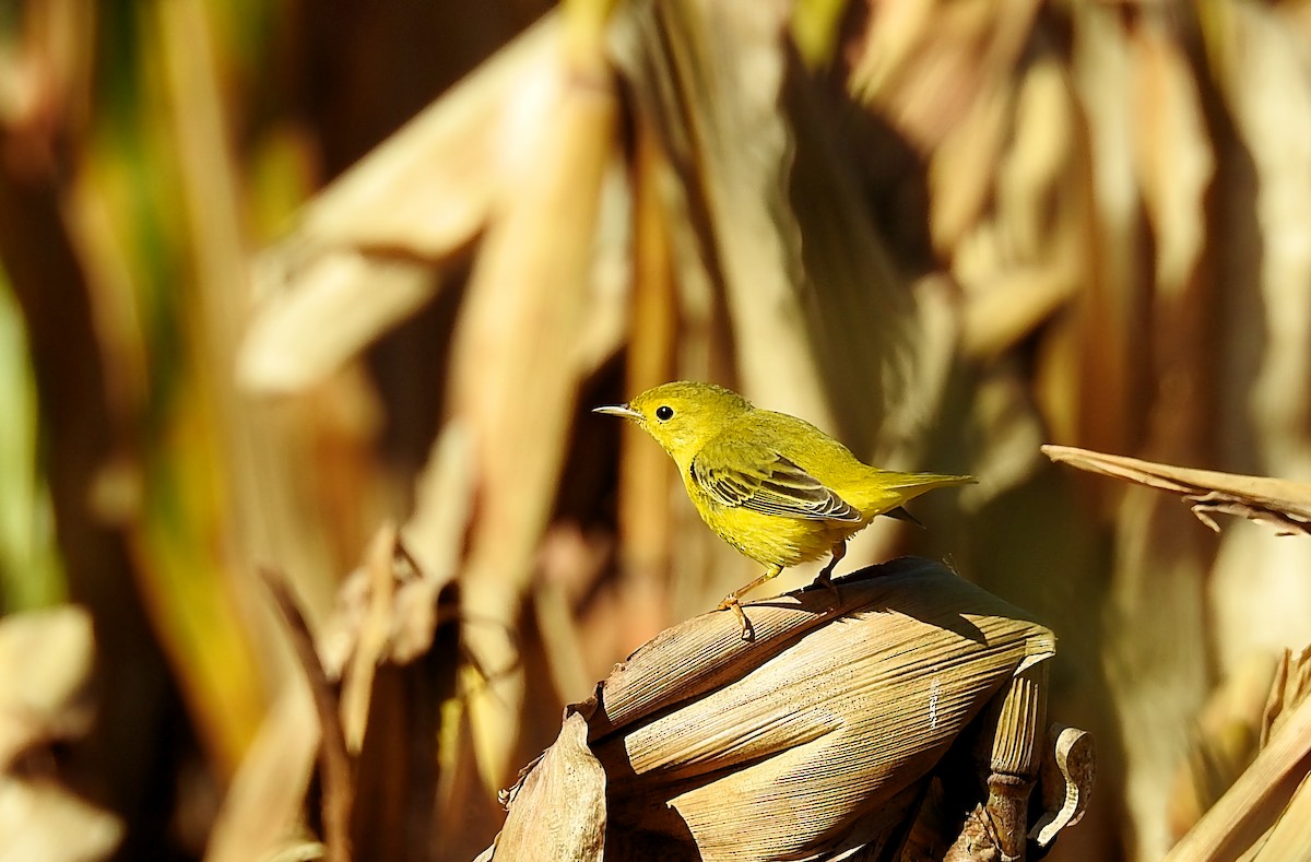 Yellow Warbler - Romel Romero