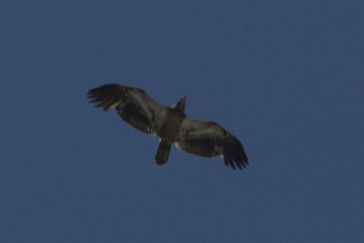 Bald Eagle - ML27017511