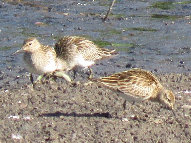 Pectoral Sandpiper - ML270175381