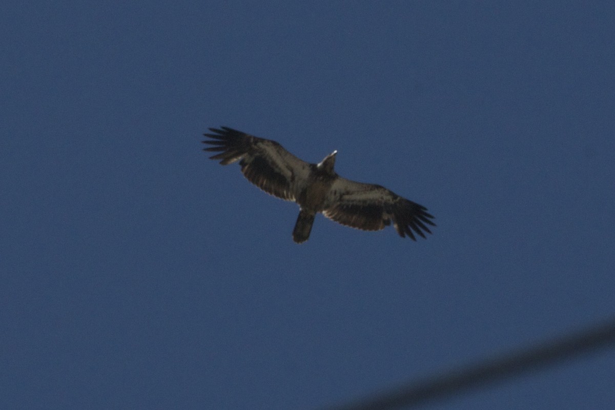 Bald Eagle - ML27017641