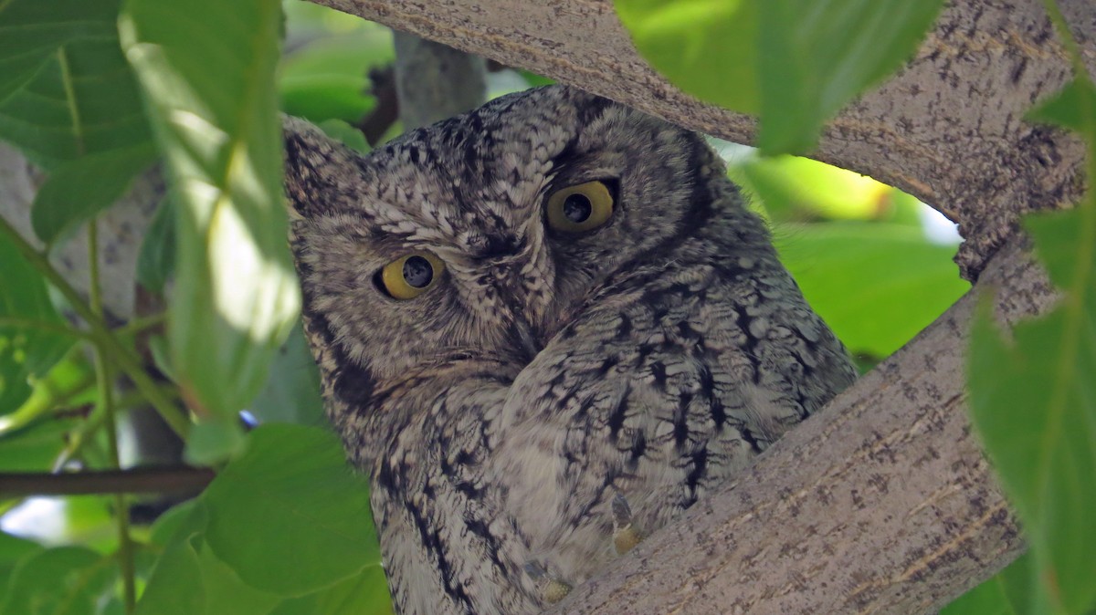 Western Screech-Owl - Nic Korte