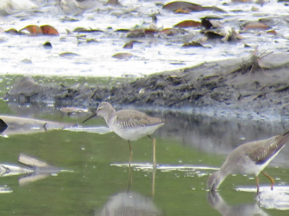 Bindenstrandläufer - ML270177311