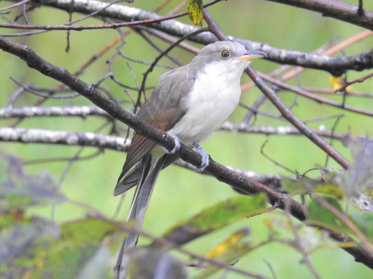 Yellow-billed Cuckoo - ML270178551