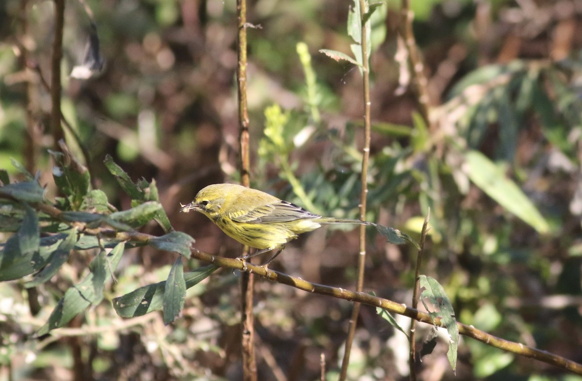 Prairie Warbler - ML270179681