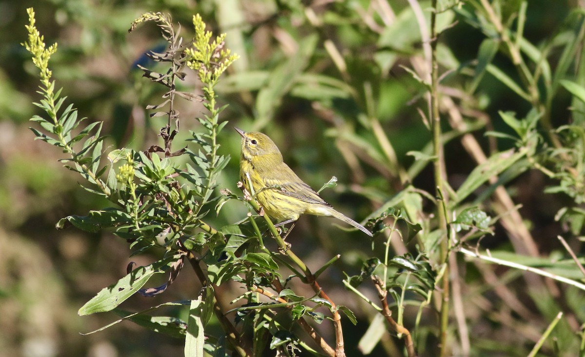 Prairie Warbler - ML270179701