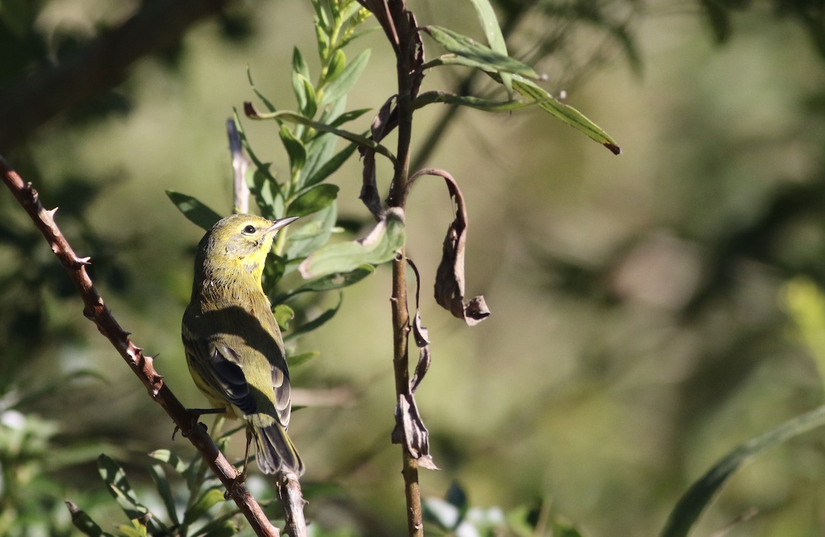 Prairie Warbler - ML270179711