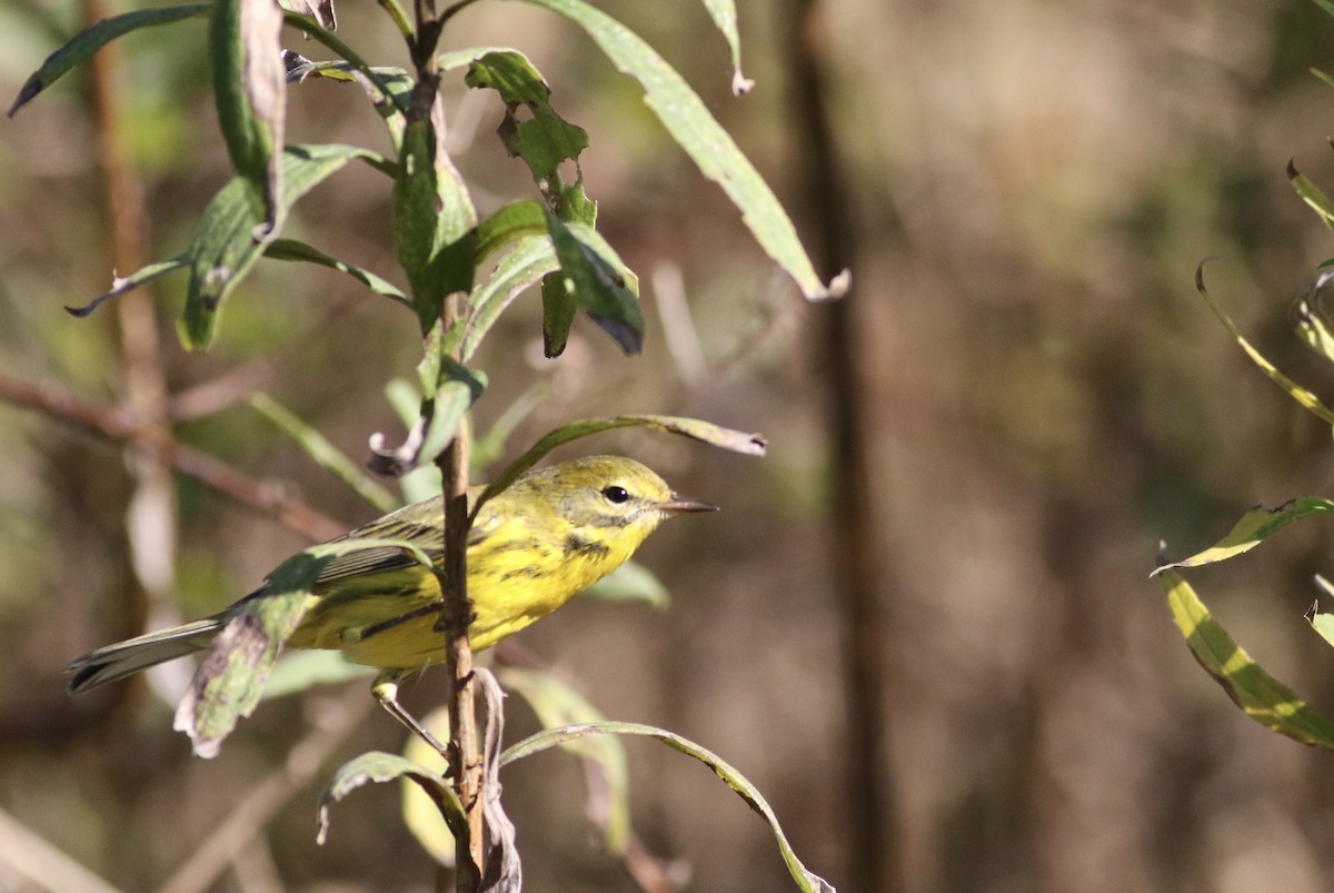 Prairie Warbler - ML270179721